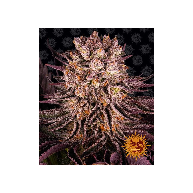 Mimosa x Orange Punch