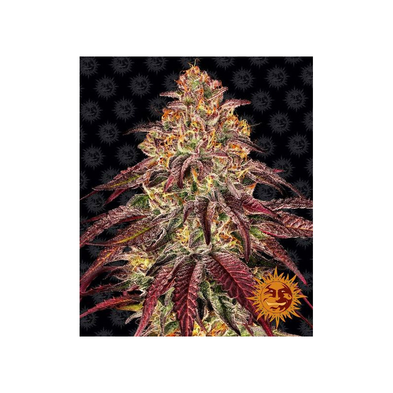 Mimosa x Orange Punch Auto