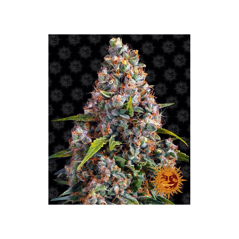 Strawberry Cheesecake Auto