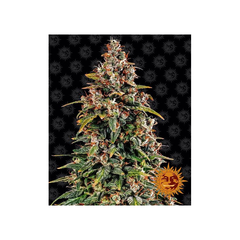 Watermelon zkittlez Auto