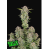 Bruce Banner Auto