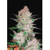 Cream Cookies Auto