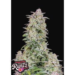 Forbidden Runtz Auto