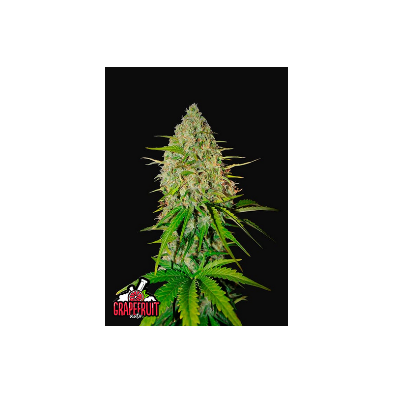 Grapefruit Auto