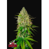 Grapefruit Auto