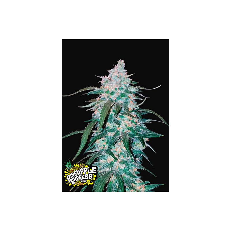 Pineapple Express Auto