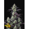 Purple Punch Auto