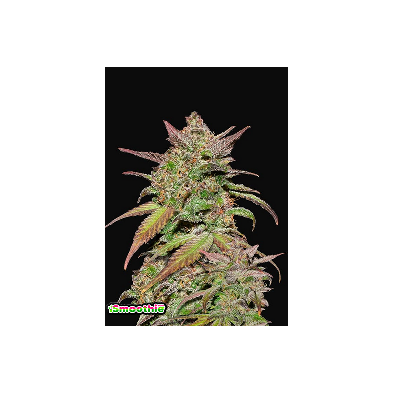 Smoothie Auto