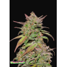 Smoothie Auto