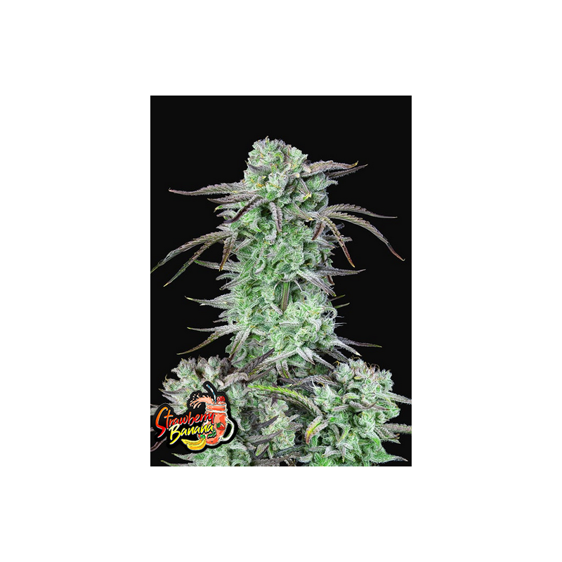 Strawberry Banana Auto