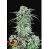 Strawberry Banana Auto
