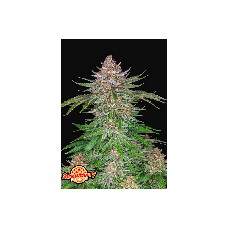 Strawberry Pie Auto