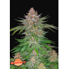 Strawberry Pie Auto