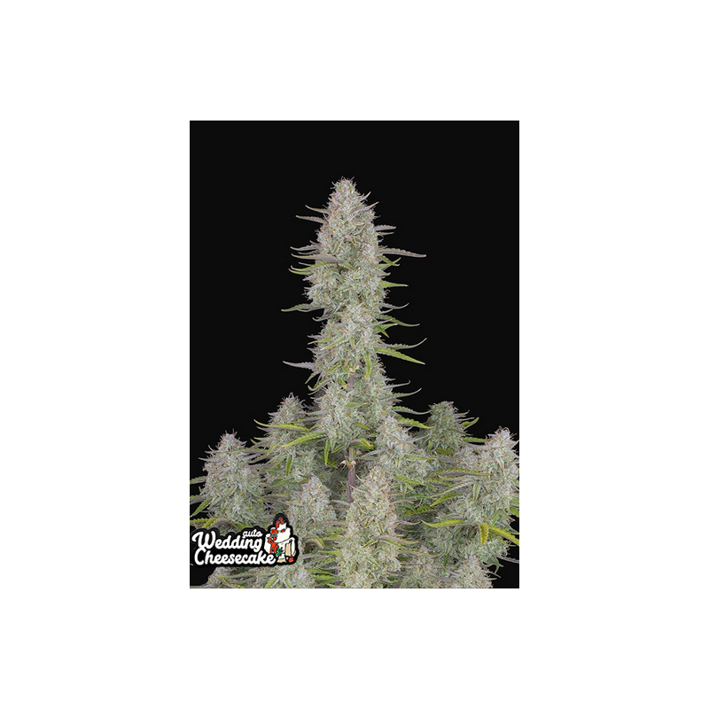 Wedding Cheesecake Auto