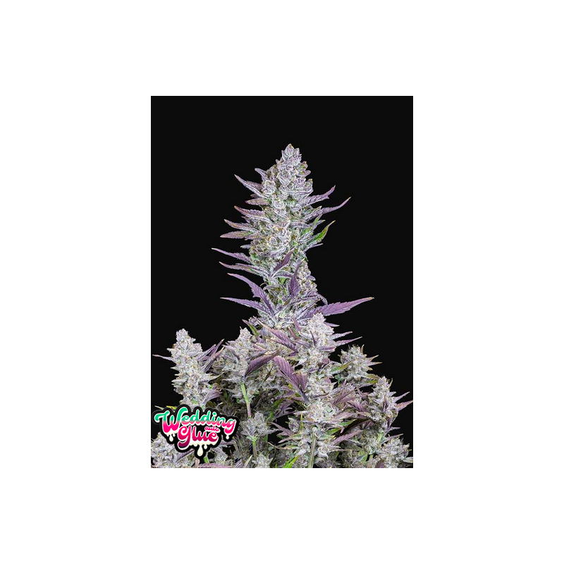 Wedding Glue Auto