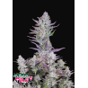 Wedding Glue Auto