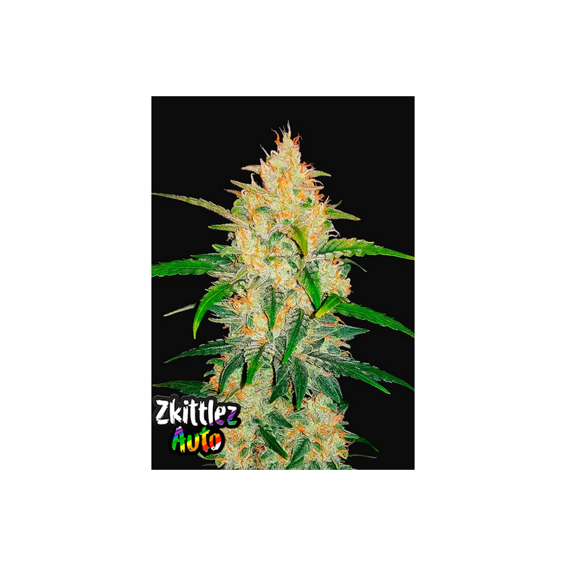 Zkittlez Auto