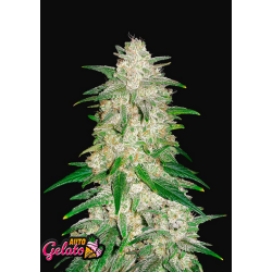 Gelato Auto