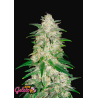 Gelato Auto