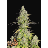 Girl Scout Cookies Auto