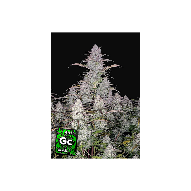 Green Crack Auto