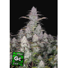 Green Crack Auto