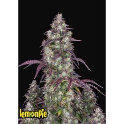 Lemon Pie Auto