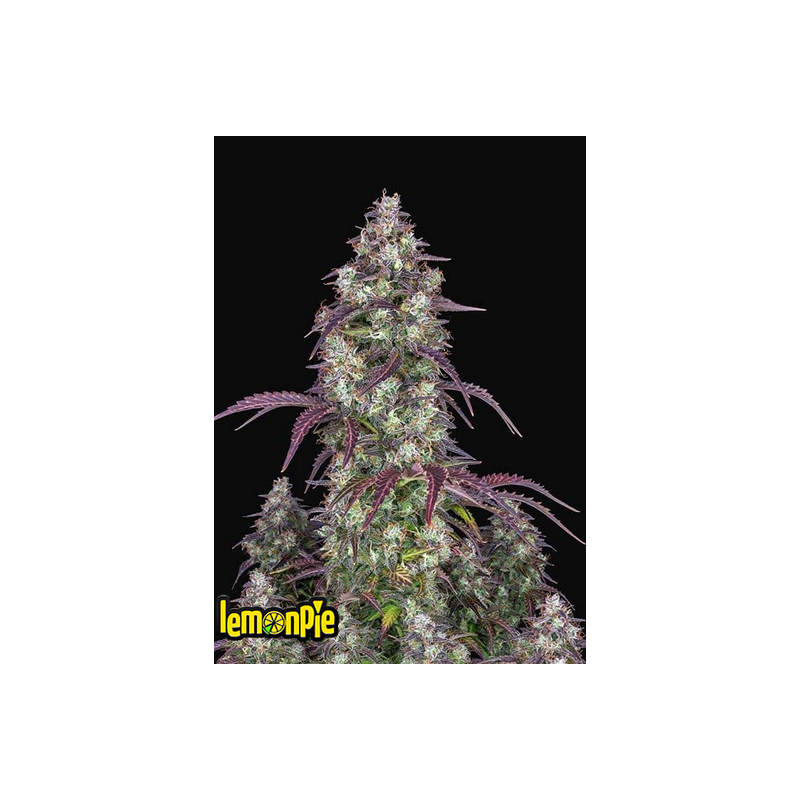 Lemon Pie Auto