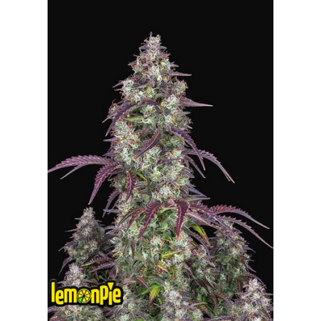Lemon Pie Auto