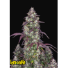 Lemon Pie Auto