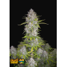 Orange Sherbert Auto