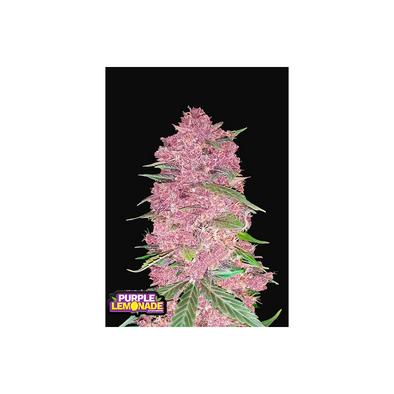 Purple Lemonade Auto