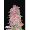 Purple Lemonade Auto