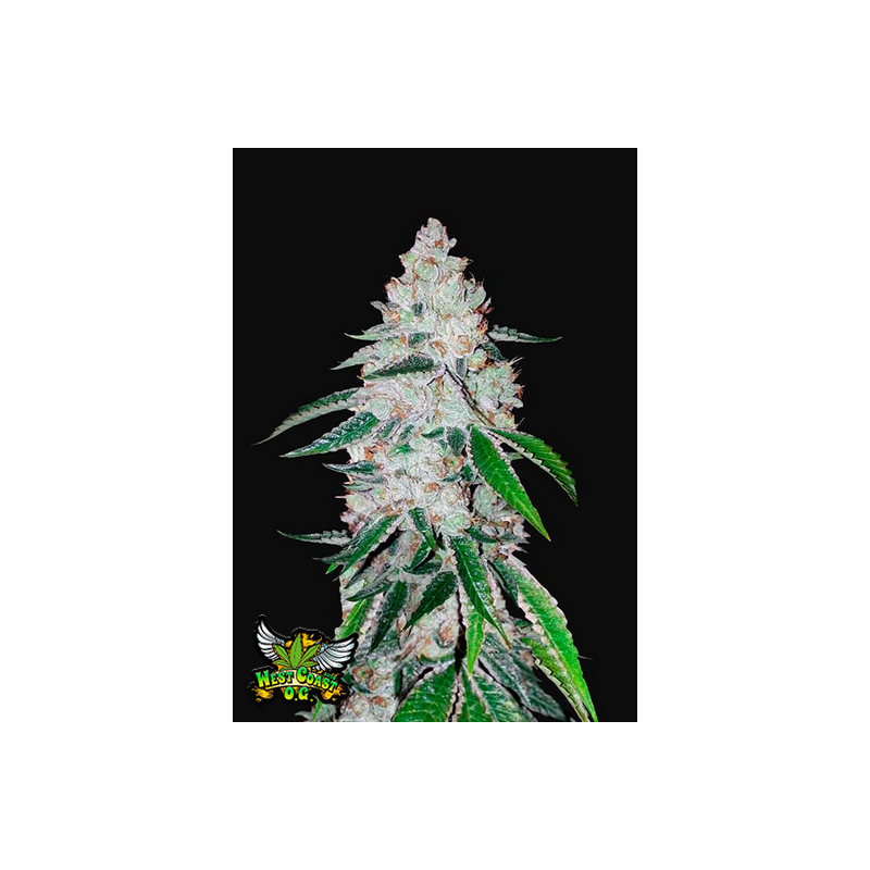 West Coast OG Auto