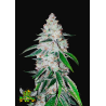 West Coast OG Auto