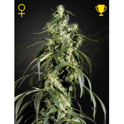 Arjan's Haze 1