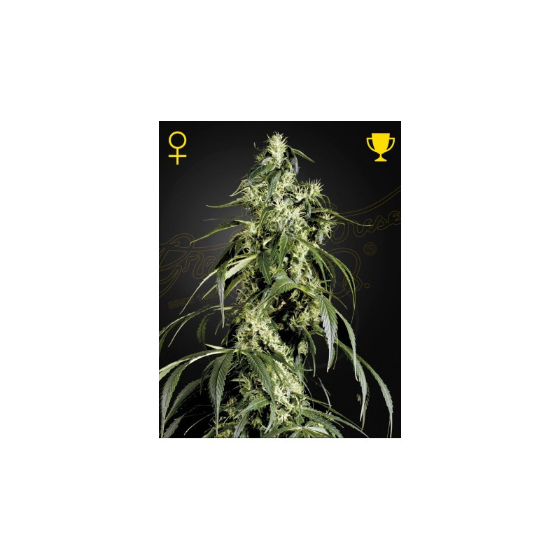 Arjan's Haze 1