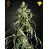 Arjan's Haze 1