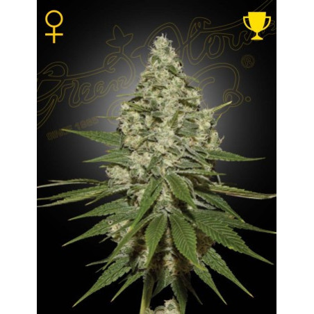 Super Lemon Haze
