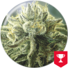 Canadian Kush 2.0