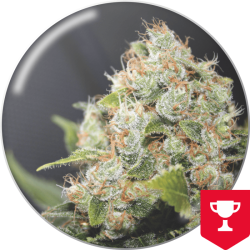 BCN Sour Diesel