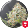 BCN Sour Diesel