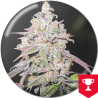 Mendocino Chanel Kush