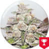 Mendocino Purple Kush