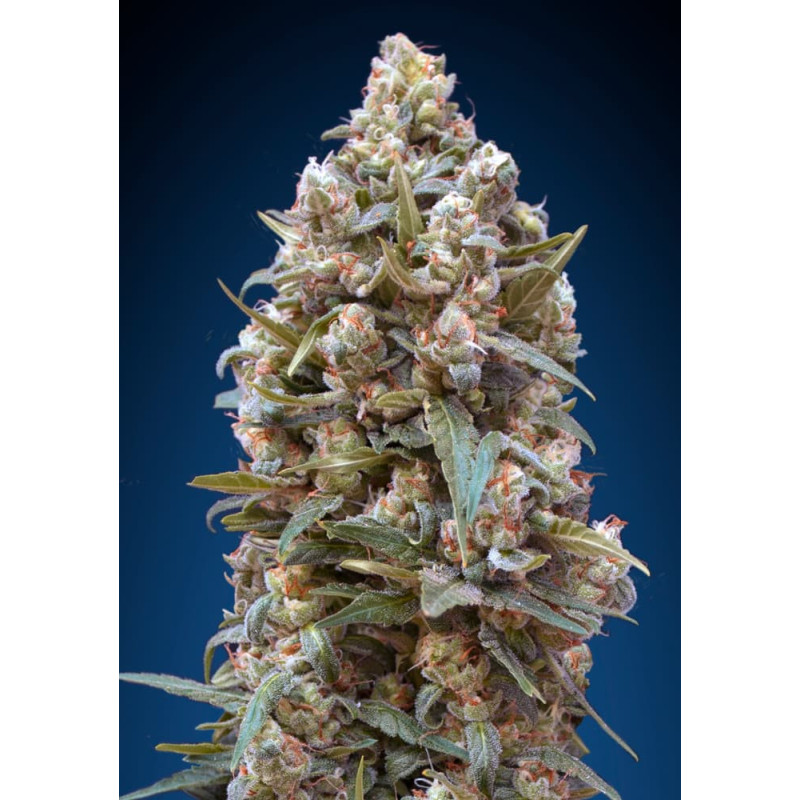 00 Kush Fast Version