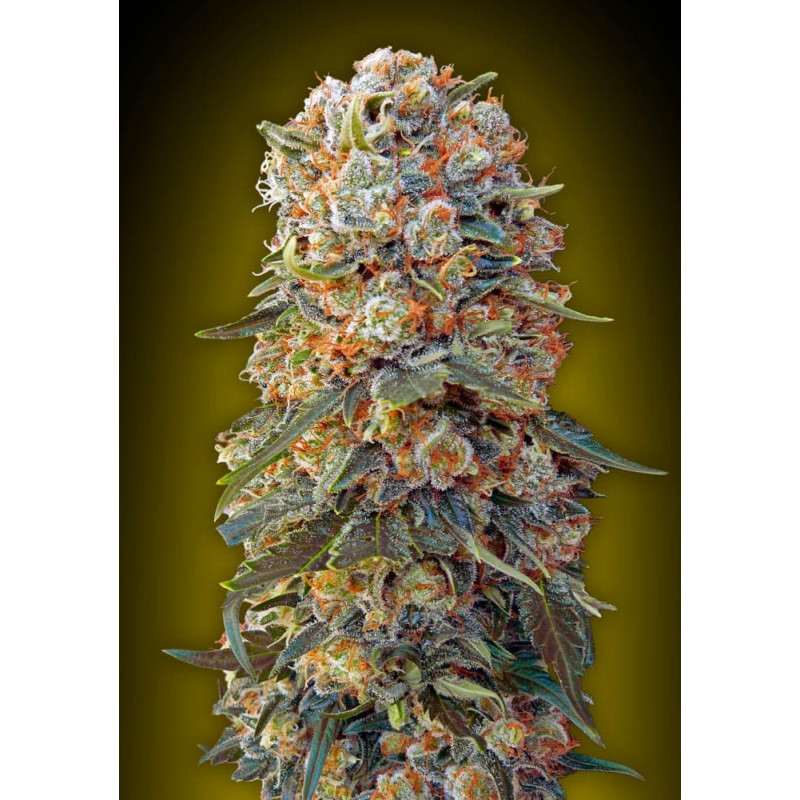 Sweet Critical 2.0