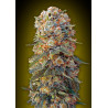 Sweet Critical 2.0
