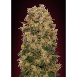 Caramel Kush