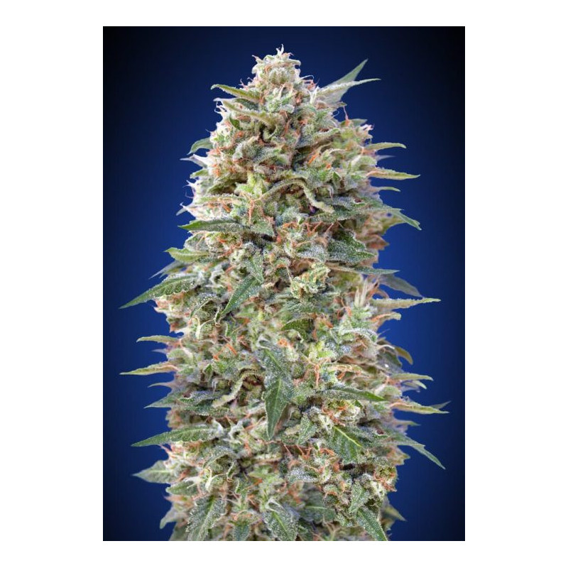 California KushCalifornia Kush