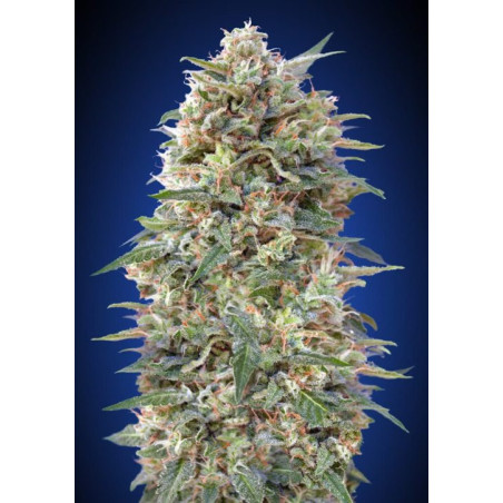 California KushCalifornia Kush